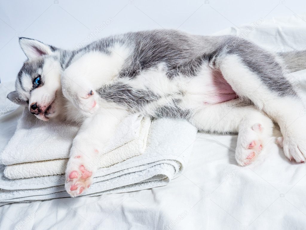 Siberian Husky Puppy With Blue Eyes Stock Photo C Dolfinvik2