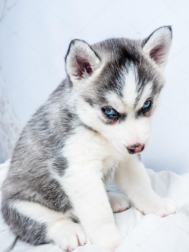 Chiot Husky Siberien Aux Yeux Bleus Image Libre De Droit Par Dolfinvik2 C Chiot Husky Siberien Aux Yeux Bleus Image Libre De Droit Par Dolfinvik2 C
