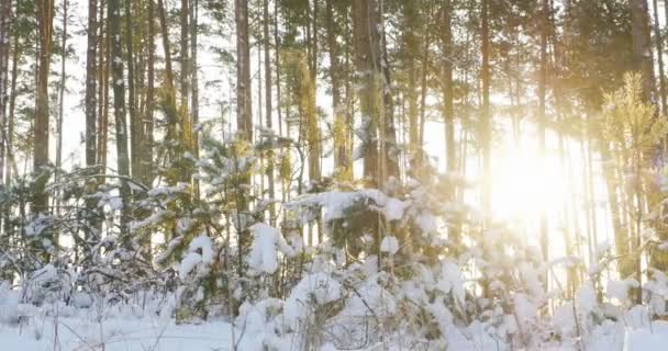 Високі сосни в зимовому лісі з сонячними променями 4k — стокове відео