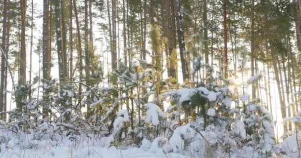 Pinos altos en el bosque invernal con rayos de sol 4k — Vídeo de stock