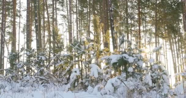 Високі сосни в зимовому лісі з сонячними променями 4k — стокове відео