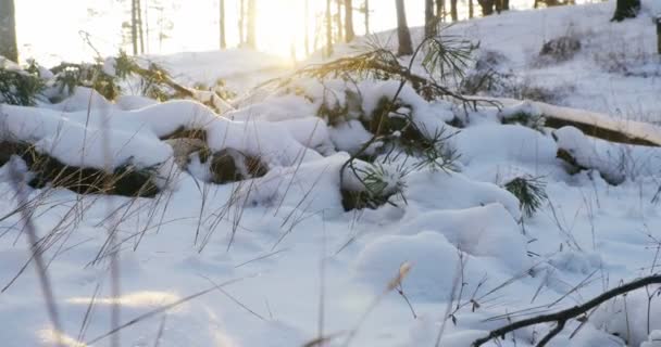 在冬天，小松树 4k 白雪覆盖的性质 — 图库视频影像