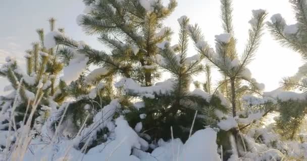 Природа зимой, маленькая сосна покрытая снегом 4k — стоковое видео