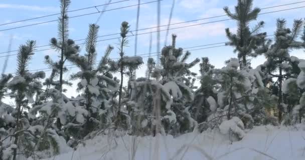 Natura w zimowe, małe sosny pokryte śniegiem 4k — Wideo stockowe