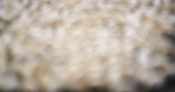 Antep fıstığı odak 4 k derinliği taşıma — Stok video