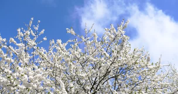 바람에 꽃이 만발한 벚꽃 좌우의 지점 — 비디오
