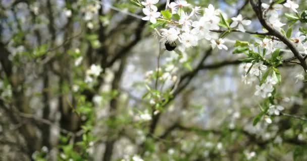 Bumblebee colectează nectar pe flori de cireșe albe — Videoclip de stoc