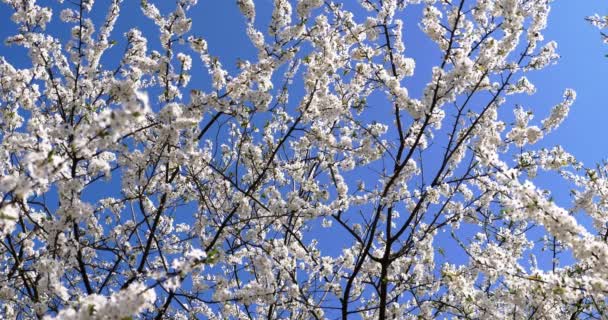 Der Zweig der blühenden Kirsche wiegt sich im Wind — Stockvideo
