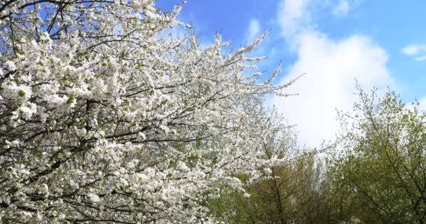 桜の開花の枝が風に揺れる — ストック動画