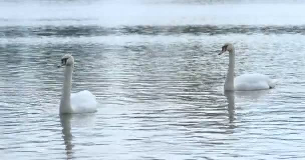 Cisnes blancos en el río, 4k — Vídeo de stock