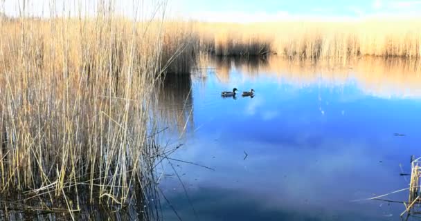 Ondeggiando canna lungo un lago in primavera, 4k — Video Stock