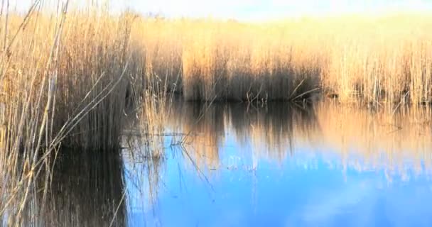 Reed acenando ao longo de um lago na primavera, 4k — Vídeo de Stock