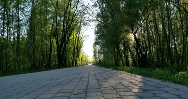 Δρόμο μέσα από ένα ομιχλώδες δάσος με όμορφα χρώματα άνοιξη — Αρχείο Βίντεο