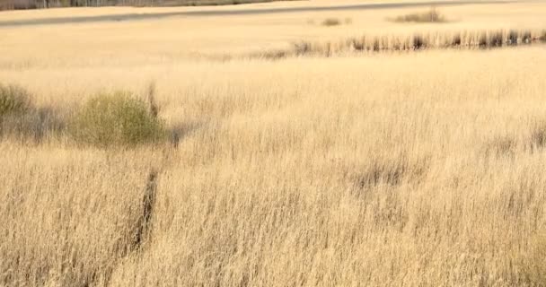 Közönséges nád Phragmites, kora tavasszal háttér, 4k — Stock videók