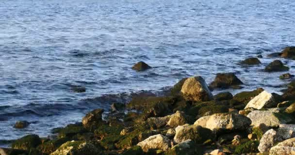 Seegras auf Steinen am Strand in Lettland — Stockvideo