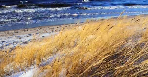 Scène de dune avec herbe de plage et neige le long d'une plage de la mer Baltique — Video