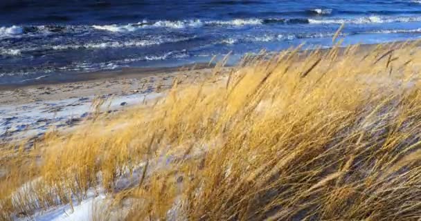 Dune scen med Strandgräs och snö längs en Österjön — Stockvideo