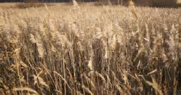 Råg fältet öron i Höstlandskap vid stranden. — Stockvideo