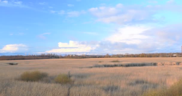 Gemensamma vass Phragmites, tidig vår bakgrund, 4k — Stockvideo