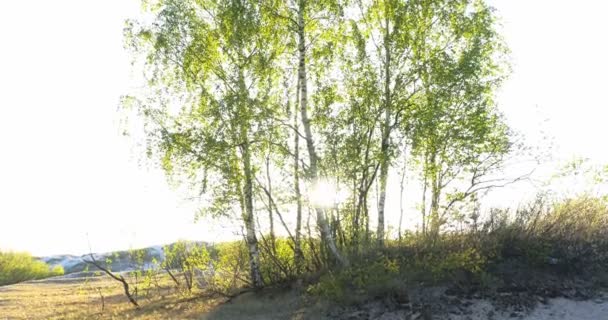 Bela natureza de manhã na névoa primavera — Vídeo de Stock