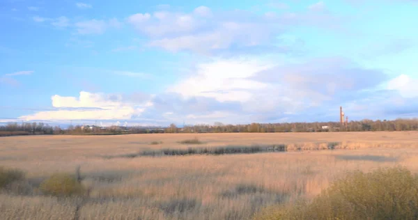 Reed comum Phragmites, fundo início da primavera, 4k — Fotografia de Stock