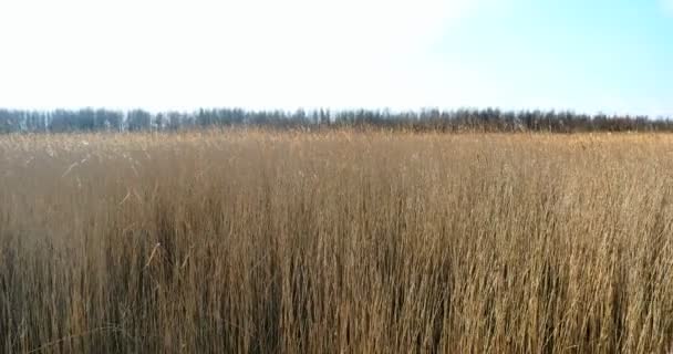 Gemeenschappelijke reed riet, vroege voorjaar achtergrond, 4k — Stockvideo