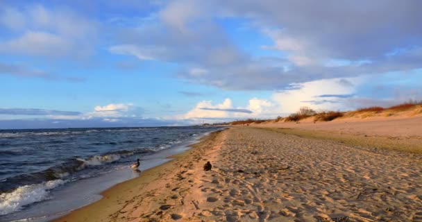 Belos patos na praia do mar Báltico, 4k — Vídeo de Stock