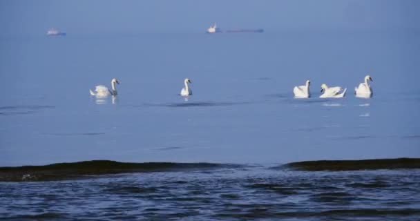 Cisnes brancos no mar Báltico azul — Vídeo de Stock