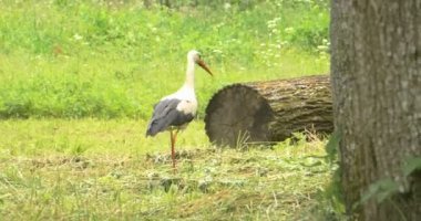 Gıda leylek için seyir 4 k yürüyor