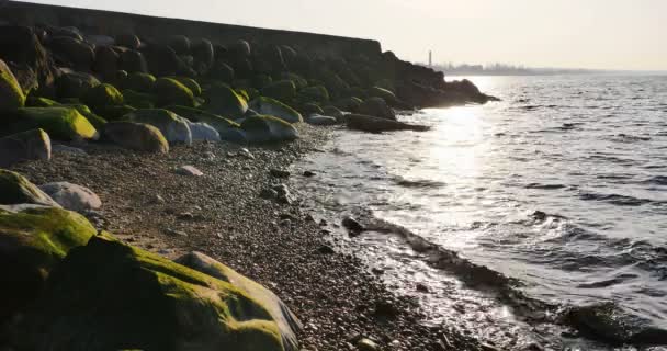 Herbe marine sur les pierres à la plage en Lettonie — Video