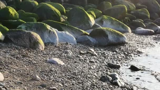 Seegras auf Steinen am Strand in Lettland — Stockvideo