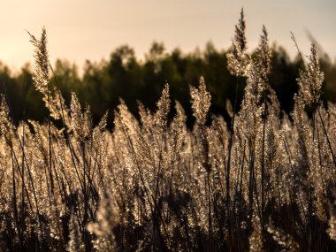 Golden Sunset ve reed çimen 