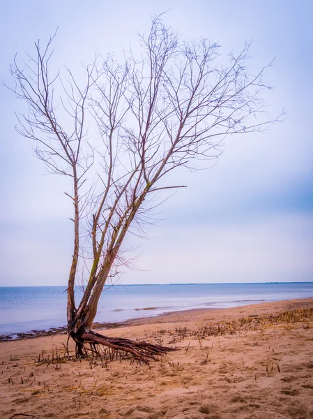 Lonley árbol en la playa — Foto de Stock