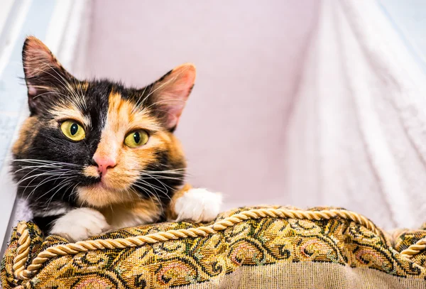 귀여운 고양이 베개에 누워 — 스톡 사진