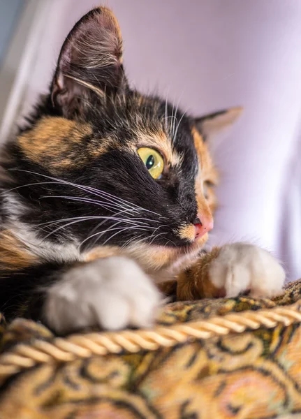 Gato bonito deitado no travesseiro — Fotografia de Stock