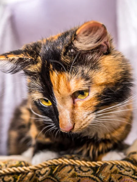 Gato bonito deitado no travesseiro — Fotografia de Stock