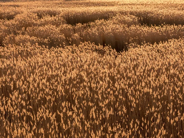 Pôr-do-sol dourado e grama cana — Fotografia de Stock