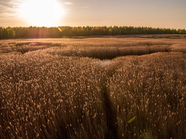 Złote trawa trzcina i zachód słońca — Zdjęcie stockowe