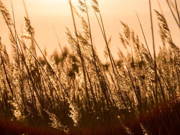 Coucher de soleil doré et roseau herbe — Photo