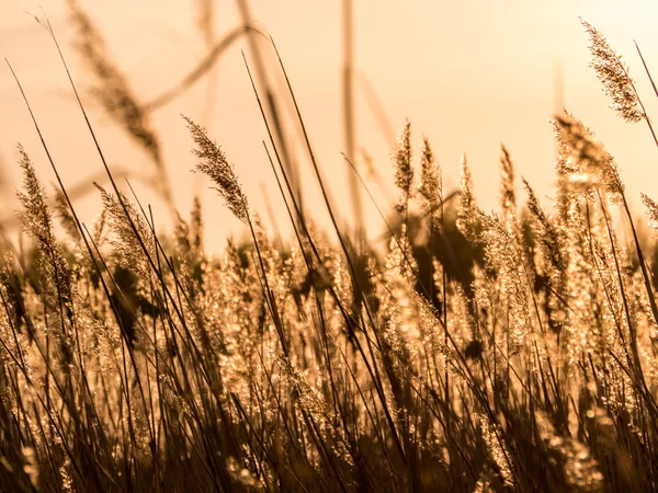 Pôr-do-sol dourado e grama cana — Fotografia de Stock