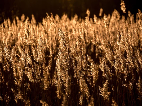 Coucher de soleil doré et roseau herbe — Photo