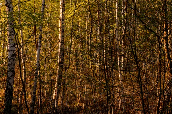 フィールドと森と夏の風景 — ストック写真
