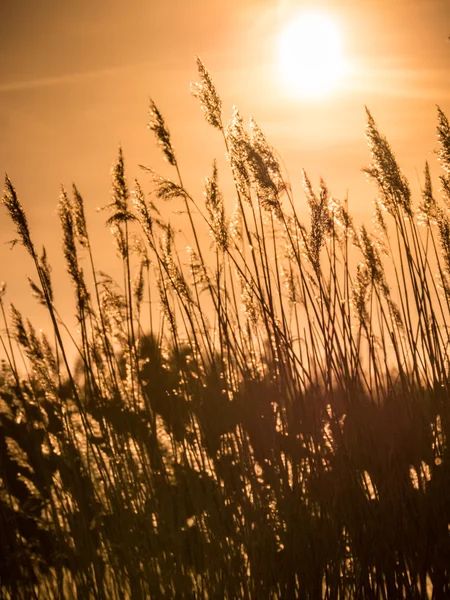 Pôr-do-sol dourado e grama cana — Fotografia de Stock
