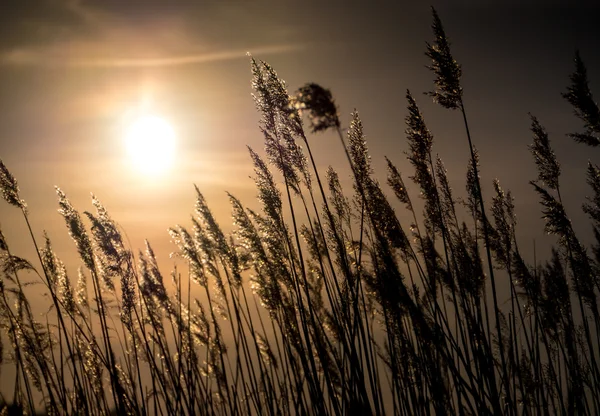 Golden Sunset och reed gräs — Stockfoto