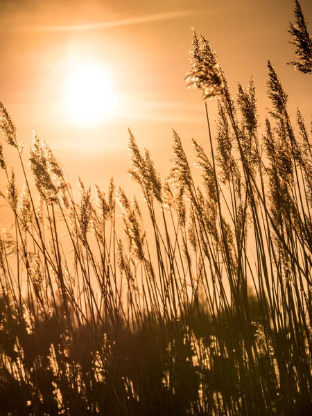 Golden Sunset and reed grass — Stock Photo, Image