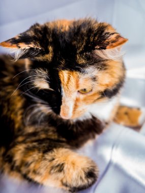 Üç renk tüylü kış kedi  