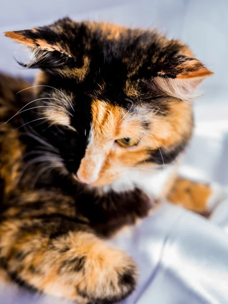 3 컬러 모피 겨울 고양이 — 스톡 사진
