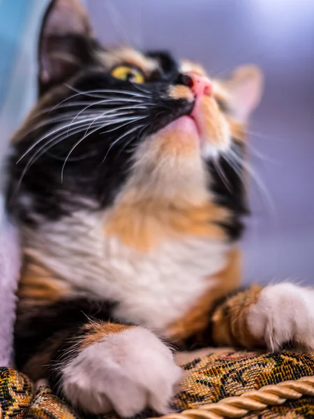 Gato bonito deitado no travesseiro — Fotografia de Stock