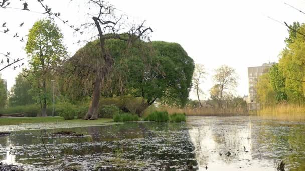 평화로운 정원 장면, 덤 불, 나무와 조용한 물 호수 연못. — 비디오