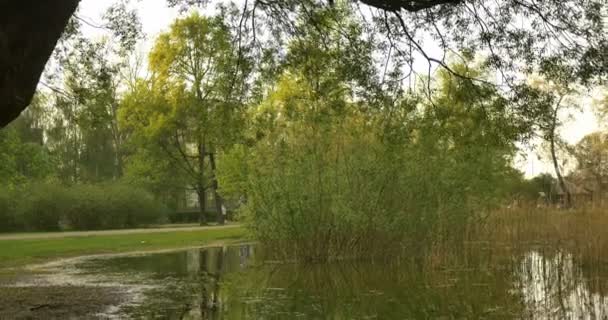 Uma cena tranquila jardim, arbustos, árvores e um lago de água tranquila lagoa . — Vídeo de Stock